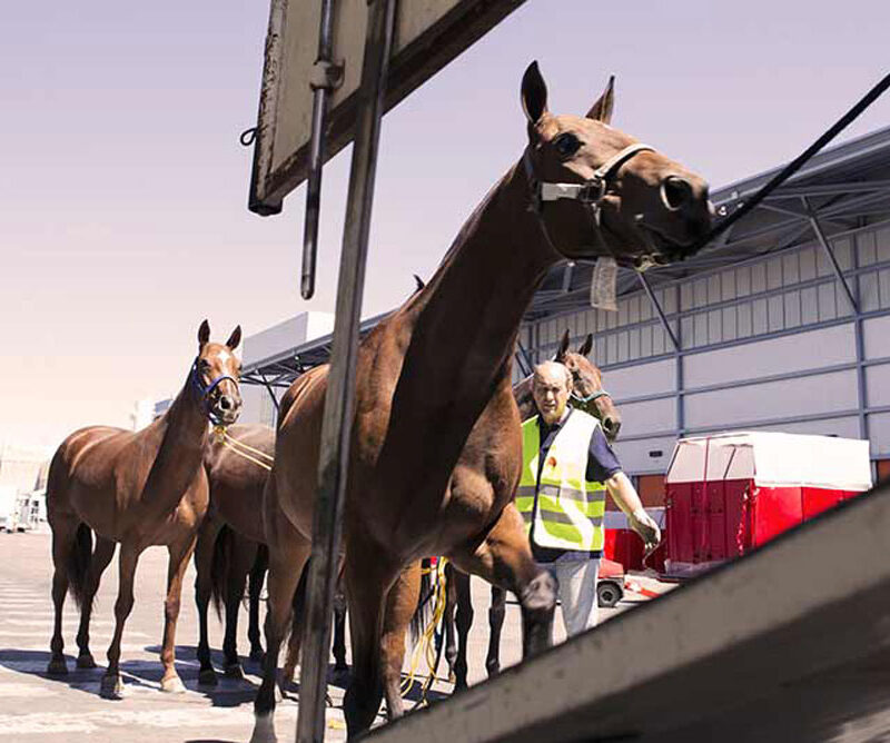 transporte de animales vivos caballos