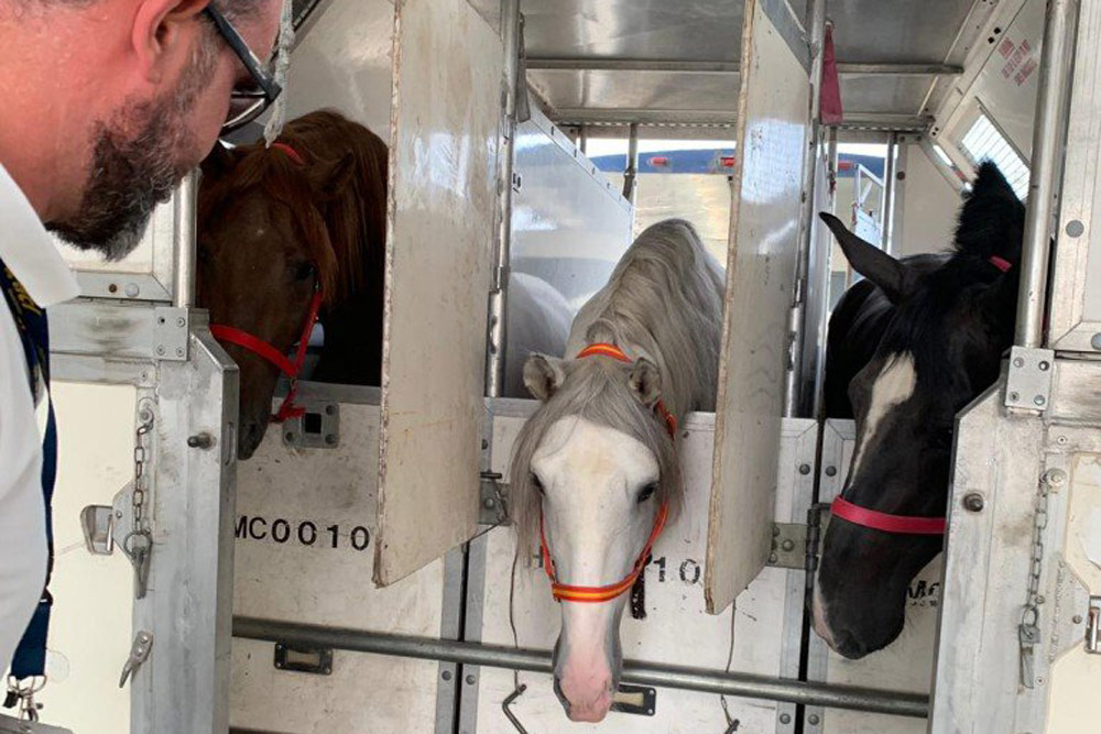 envio de caballos en avion a mexico horses